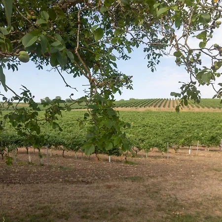Les Hirondelles Archiac